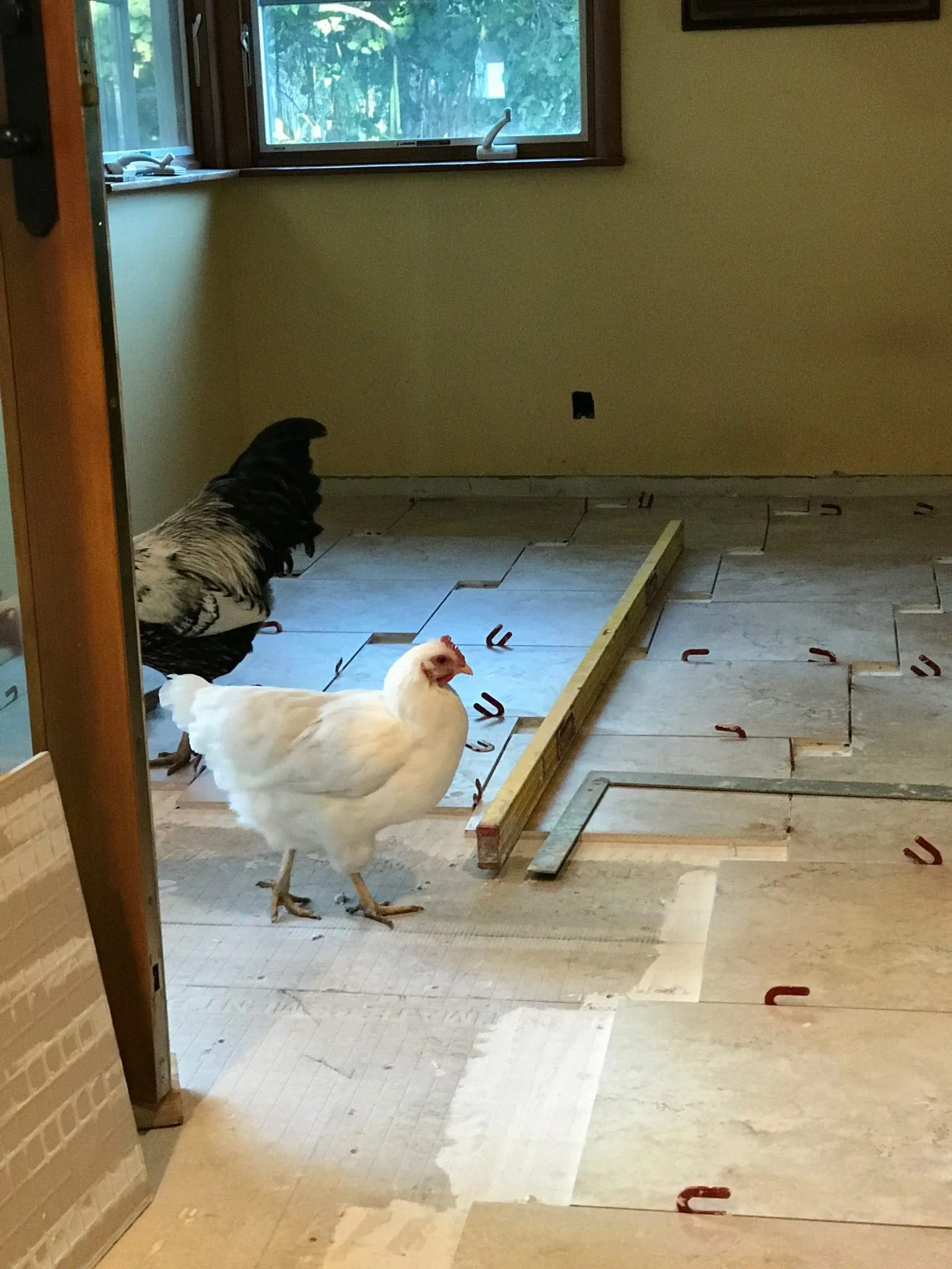 Stone floor tile being laid out in a room under renovation, with two chickens looking on